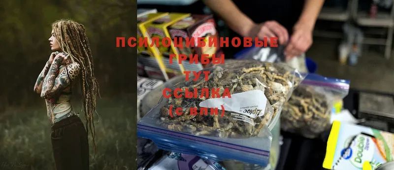 Псилоцибиновые грибы Cubensis  как найти закладки  Междуреченск 